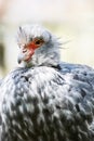 Southern screamer (Chauna torquata) Royalty Free Stock Photo