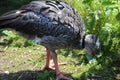 Southern Screamer Royalty Free Stock Photo