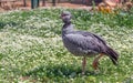 Southern screamer Chauna torquata bird. Royalty Free Stock Photo