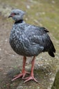 Southern screamer (Chauna torquata). Royalty Free Stock Photo