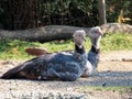 Southern screamer Chauna torquata, Crested screamer, Der Halsband-Wehrvogel oder Tschaja - The Zoo ZÃÂ¼rich Zuerich or Zurich Royalty Free Stock Photo