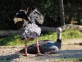 Southern screamer Chauna torquata, Crested screamer, Der Halsband-Wehrvogel oder Tschaja - The Zoo ZÃÂ¼rich Zuerich or Zurich Royalty Free Stock Photo