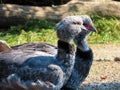 Southern screamer Chauna torquata, Crested screamer, Der Halsband-Wehrvogel oder Tschaja - The Zoo ZÃÂ¼rich Zuerich or Zurich Royalty Free Stock Photo