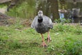 Southern Screamer, Chauna Torquata, on green grass. Royalty Free Stock Photo