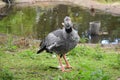 Southern Screamer, Chauna Torquata, on green grass. Royalty Free Stock Photo