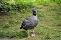 Southern Screamer, Chauna Torquata, on green grass. Royalty Free Stock Photo