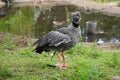 Southern Screamer, Chauna Torquata, on green grass. Royalty Free Stock Photo