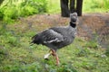 Southern Screamer, Chauna Torquata, on green grass. Royalty Free Stock Photo