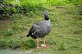 Southern Screamer, Chauna Torquata, on green grass. Royalty Free Stock Photo