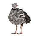 Southern Screamer, Chauna torquata, isolated Royalty Free Stock Photo