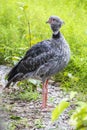 The southern screamer (Chauna torquata) Royalty Free Stock Photo