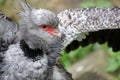 The southern screamer (Chauna torquata) Royalty Free Stock Photo