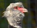 Southern Screamer Royalty Free Stock Photo