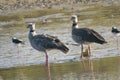 Southern screamer couple in Mar Chiquita lagoon , Buenos Aires , Argentina Royalty Free Stock Photo