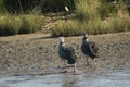 Southern screamer couple in Mar Chiquita lagoon , Buenos Aires , Argentina Royalty Free Stock Photo