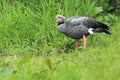 Southern screamer Royalty Free Stock Photo