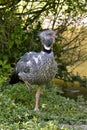 The southern screamer on one leg Royalty Free Stock Photo