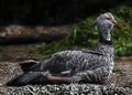 Southern screamer 11 Royalty Free Stock Photo