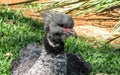 Southern Screamer & x28;Chauna torquata& x29;, also known as Crested Screamer Royalty Free Stock Photo