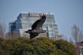 southern screamer (Chauna torquata) flying by the HSBC bank building in Puerto Madero