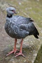 Southern screamer (Chauna torquata). Royalty Free Stock Photo