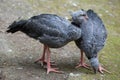 Southern screamer (Chauna torquata). Royalty Free Stock Photo