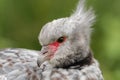 Southern screamer & x28;Chauna torquata& x29; head and beak Royalty Free Stock Photo