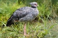 Southern screamer & x28;Chauna torquata& x29; Royalty Free Stock Photo