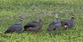 Southern screamers Chauna torquata, also known as the crested screamer Royalty Free Stock Photo