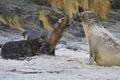 Sea Lion abducting a Southern Elephant Seal pup in the Falkland Islands