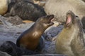 Sea Lion abducting a Southern Elephant Seal pup in the Falkland Islands