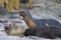 Sea Lion abducting a Southern Elephant Seal pup in the Falkland Islands