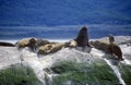 Southern sea lions and cormorants on rocks near Beagle Channel and Bridges Islands, Ushuaia, southern Argentina