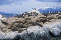 Southern sea lions and cormorants on rocks near Beagle Channel and Bridges Islands, Ushuaia, southern Argentina