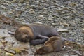 Southern Sea Lions on the Falkland Islands Royalty Free Stock Photo