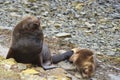 Southern Sea Lions on the Falkland Islands Royalty Free Stock Photo