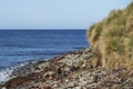 Southern Sea Lions on the Falkland Islands Royalty Free Stock Photo