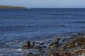 Southern Sea Lions on the Falkland Islands Royalty Free Stock Photo