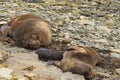 Southern Sea Lions with pup - Falkland Islands Royalty Free Stock Photo