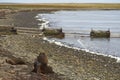 Southern Sea Lions with pup - Falkland Islands Royalty Free Stock Photo