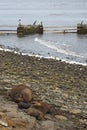 Southern Sea Lions with pup - Falkland Islands Royalty Free Stock Photo