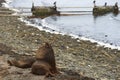 Southern Sea Lions with pup - Falkland Islands Royalty Free Stock Photo