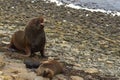 Southern Sea Lions with pup - Falkland Islands Royalty Free Stock Photo