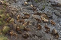 Southern Sea Lions and pups on the Falkland Islands Royalty Free Stock Photo