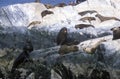 Southern sea lions on Rocks near Beagle Channel and Bridges Islands, Ushuaia, southern Argentina