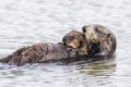 Southern Sea Otter cradling her pup - Monterey Peninsula, California Royalty Free Stock Photo