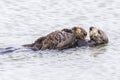 Southern Sea Otter cradling her pup - Monterey Peninsula, California Royalty Free Stock Photo