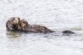 Southern Sea Otter cradling her pup - Monterey Peninsula, California Royalty Free Stock Photo