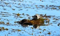 Southern sea otter Enhydra lutris nereis, Royalty Free Stock Photo