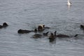 Southern sea otter (Enhydra lutris nereis) Royalty Free Stock Photo